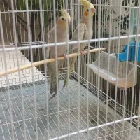 یک جفت عروس هلندی نر و ماده