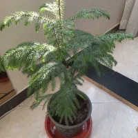 گلدان های گل|گل و گیاه طبیعی|اسلام‌شهر, شهرک مفیدی|دیوار