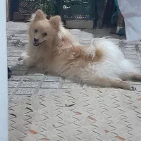 پامربن روباهی