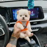 توله سگ پامر کراس‌ فنجونی فسقلی ریزه میزه