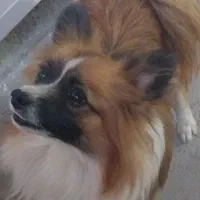 سگ خوب ماده|سگ|زرندیه, |دیوار