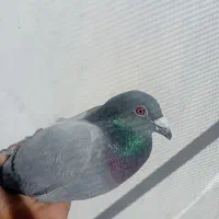 نر سبز|پرنده|نیمروز, |دیوار