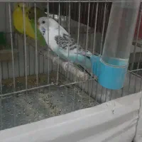 مرغ‌عشق‌ماده‌