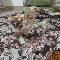 جوجه