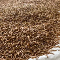 میلورم خشک طلایی