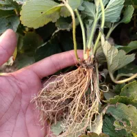 فروش بوته توت فرنگی کاماروسا وسابرینا|خدمات باغبانی و درختکاری|ماکلوان, |دیوار