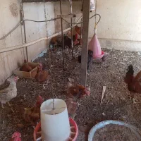 عرضه تخم بوقلمون و مرغ نطفه دار|حیوانات مزرعه|شاهین‌شهر, شهرک میلاد|دیوار