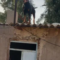 ا اهواز عبدالله