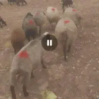 شیش عدد میش