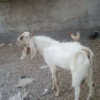بز نر افغانی