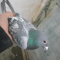 کفتر پلاکی|پرنده|کرمانشاه, |دیوار