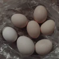 تخم مرغ محلی و کره محلی گاو