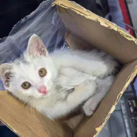 گمشده خواهش میکنم هرکی پیداش کرد بهم زنگ بزنه|حیوانات|لاهیجان, یحی آباد|دیوار