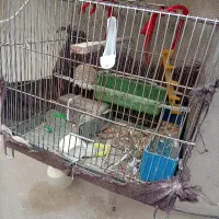 قفس ولانه بندی کفتر