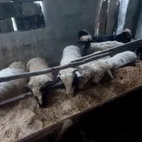 بره نره چاق چله کاملا سالم واورگانیک|حیوانات مزرعه|حویق, |دیوار
