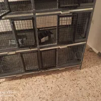 قفس خوب برای مرغ کفتر عمری جای فوضلاتی هم داره