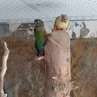 طوطی ملنگو و جفت گینجک|پرنده|شاندیز, |دیوار