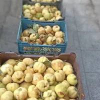 به مربای و خشک کردنی|خوردنی و آشامیدنی|قم, باغ شریفی|دیوار