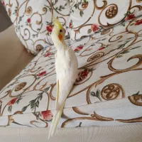 عروس هلندی