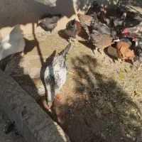 خروس محلی و سالم