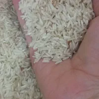 برنج طارم دانه بلند خوش پخت سبز در لومار|خوردنی و آشامیدنی|سیروان, |دیوار