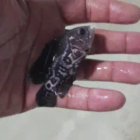 ماهی اسکارتایگر،پرت پلار|ماهی|کاشمر, |دیوار