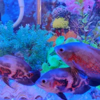 فروش ۵ عدد ماهی زینتی