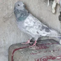 کفتردهاتی انگلیسی پاکستانی|پرنده|تهران, اسکندری|دیوار