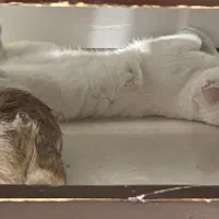 حیوان گمشده|حیوانات|تهران, مسعودیه|دیوار