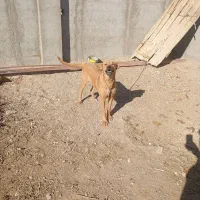 ماده سرابی 12ماهه