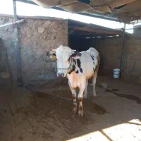 گاو نر 300کیلویی