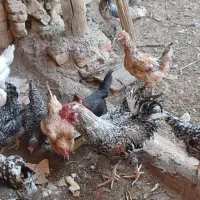 خروس|حیوانات مزرعه|خمینی‌شهر, |دیوار