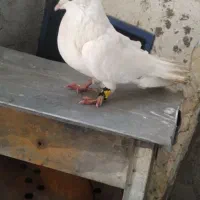 کبوتر|پرنده|فارسان, |دیوار