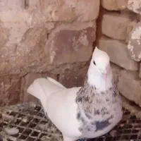 طوقی اشرافی ذات درست خوشگل خوشتیپ خوش قواره 00