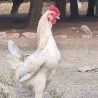 خروس چهل تا سفید خیلی خوشگل