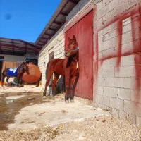 فروشی|اسب و تجهیزات اسبسواری|شاندرمن, |دیوار