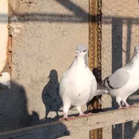 اصلی|پرنده|تهران, ترمینال جنوب|دیوار