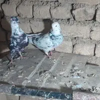 یک جفت گلی هما