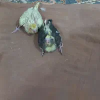 جوجه عروس هلندی|پرنده|امیدیه, |دیوار