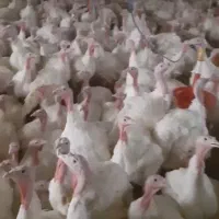 فروش فوری  بوقلمون