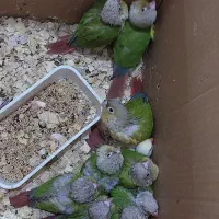 جوجه سرلاکی گرینچیک|پرنده|بندر کنگان, |دیوار