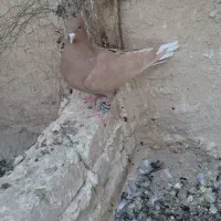 دم سفید|پرنده|خلیل آباد, |دیوار