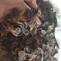 بادنجان خوشم برای ترشی