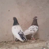 کبوتر کله قرمز و کله سیاه