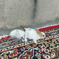 خرگوش