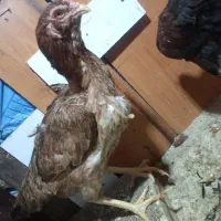 لاری لاری لاری تخم|حیوانات مزرعه|شیروان (خراسان), |دیوار