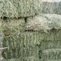 یونجه درجه یک