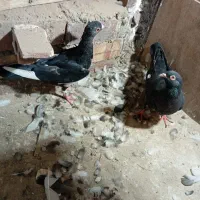 کفتر