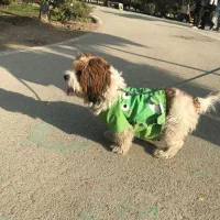 سگ شیتزو تریر ۱سال و ۲ ماهه
