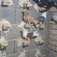 فروش ،قهره سیاه و سرخ|پرنده|داراب, |دیوار